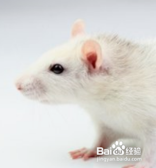 家里进了老鼠怎么除根