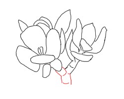 多肉植物新花月锦怎么画