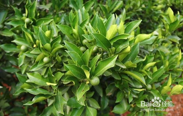 橙子膨果增甜用什么叶面肥？橙子的管理要点