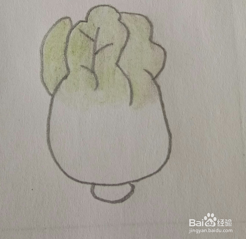 儿童简笔画白菜画法四