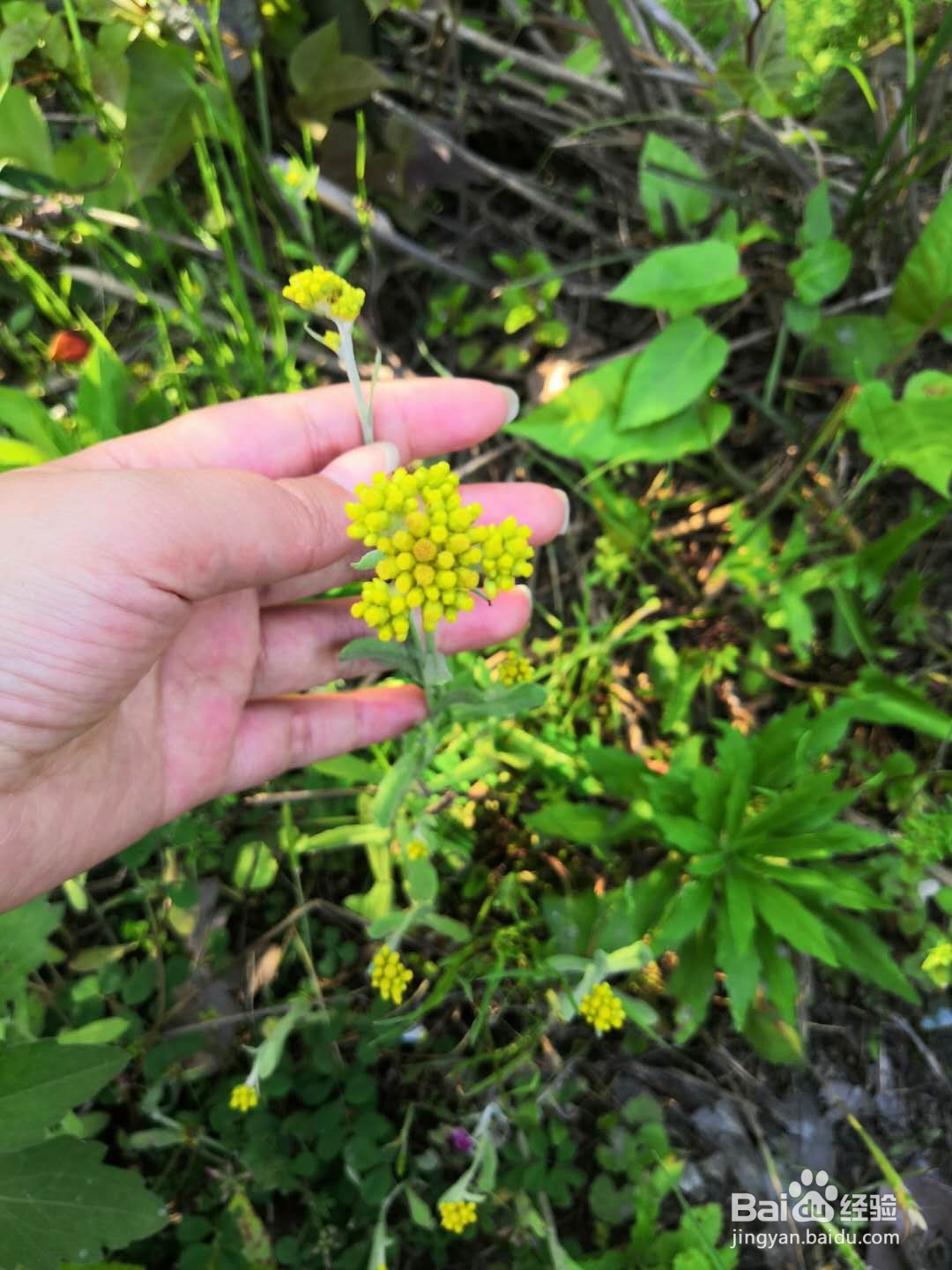 6种常见野菜的识别及处理方法