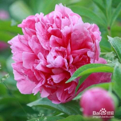 芍药花叶子发黄怎么办