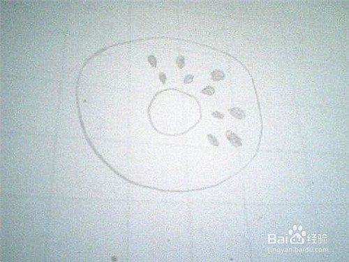 简笔画猕猴桃的画法