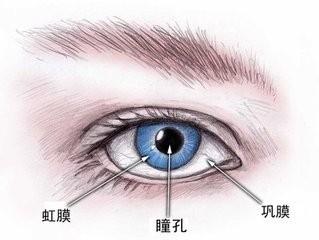 Taimeopt:吃货福利:如何靠吃提高视力