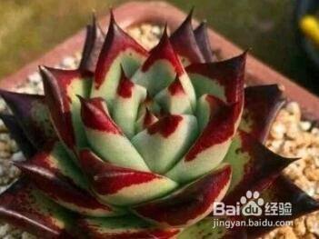 多肉乌木夏天怎么养 百度经验