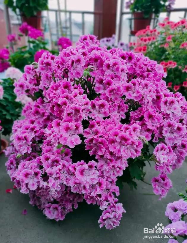 9月是最佳播种期，天竺葵从播种到开花