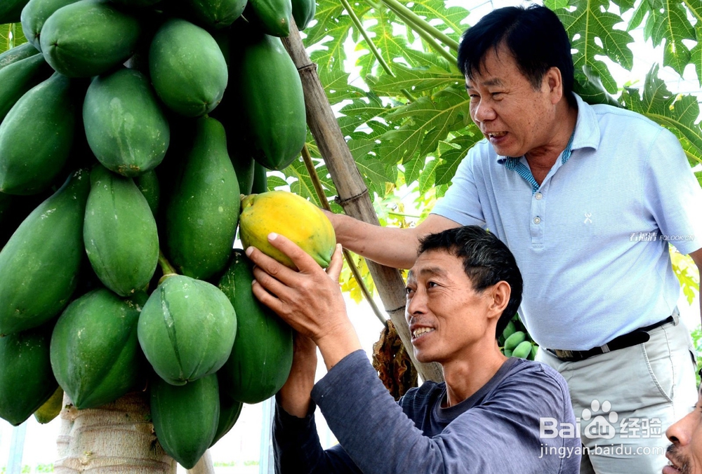 水果消费指南：怎么挑选好吃的木瓜？