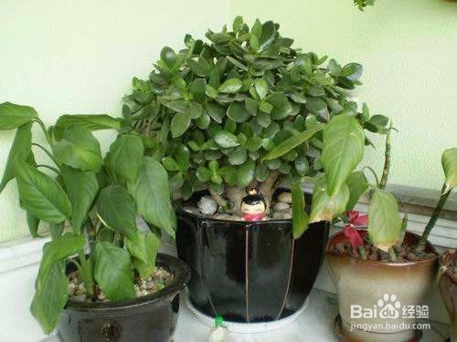 【种花达人】告诉你玉树的养殖方法