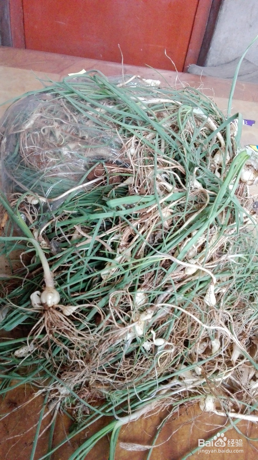 野地蒜苗咸食