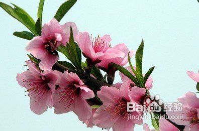 肌肤美白内部护理小窍门