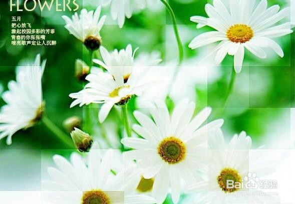 Photoshop制作菊花照片马赛克效果