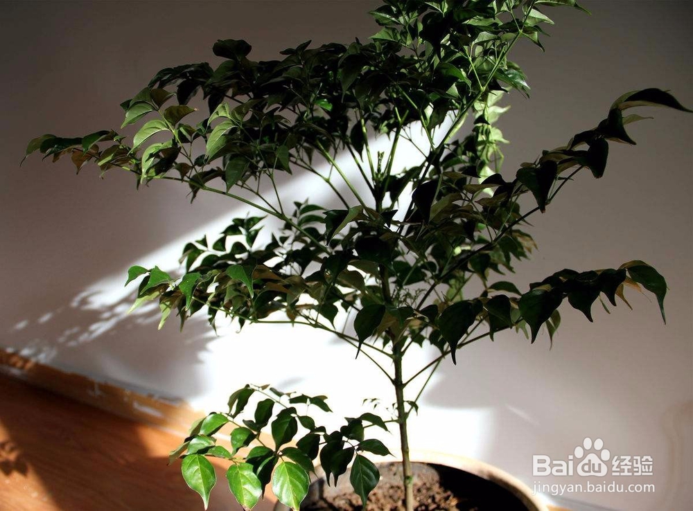 盆栽幸福树怎么养