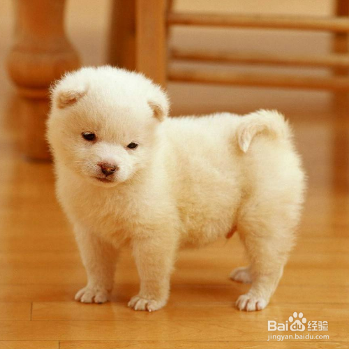 如何照顾怀孕的狗妈妈？