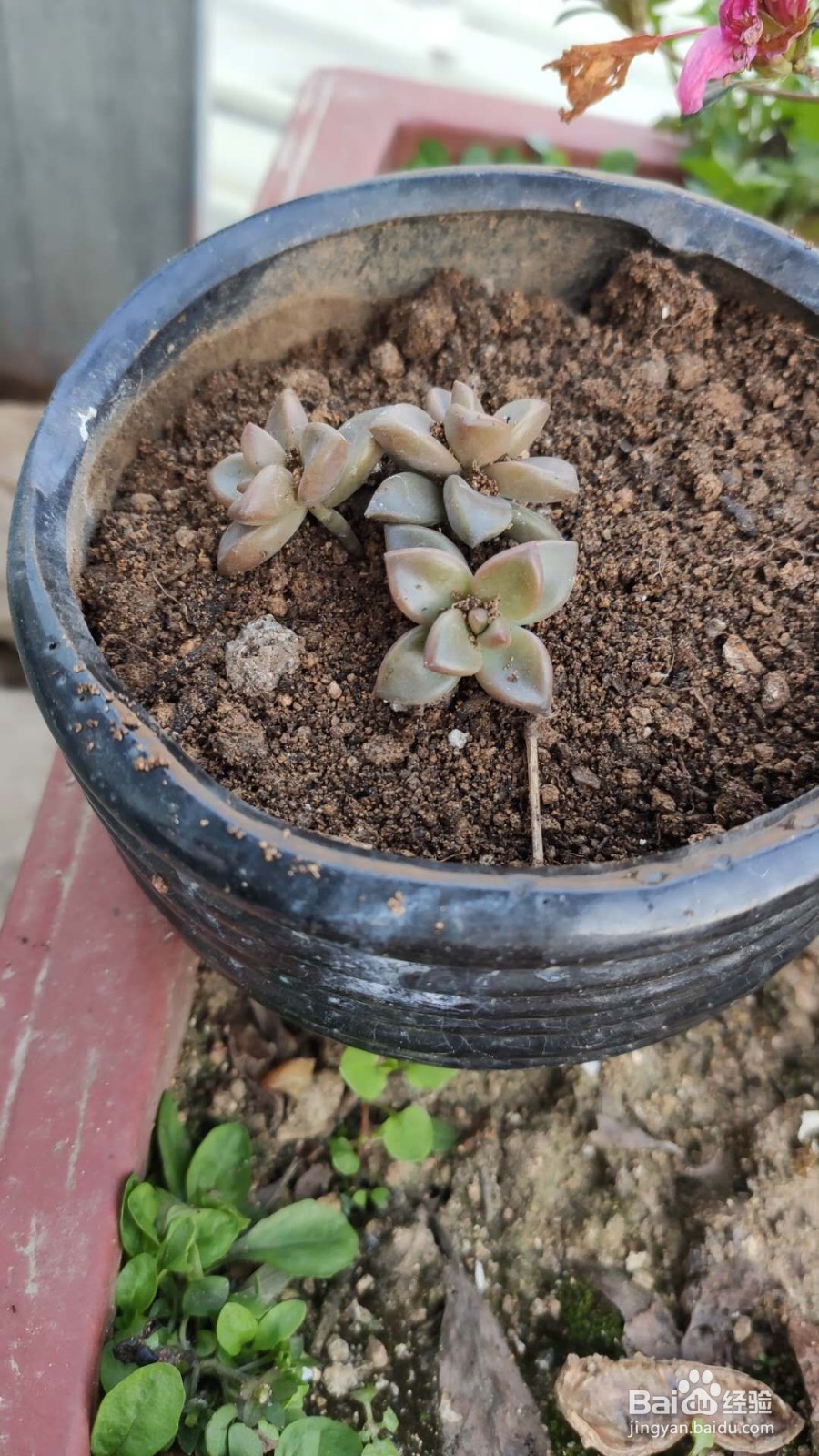 冬天多肉叶片扦插方法