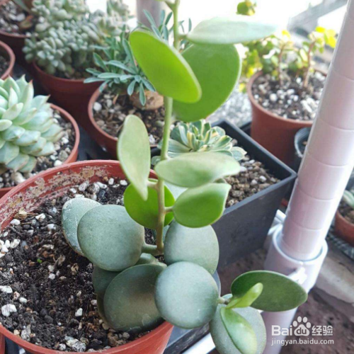 碧雷鼓多久浇一次水？