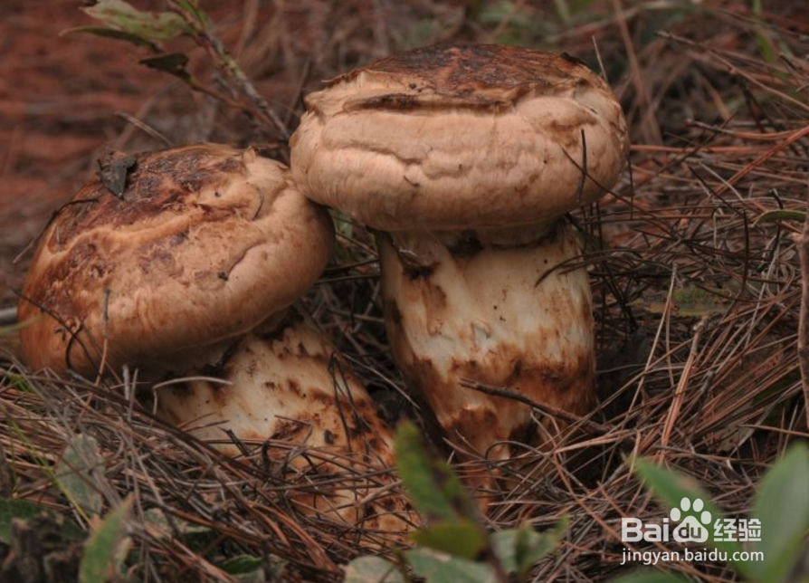 松茸这么贵，那我们应该如何挑选松茸呢？