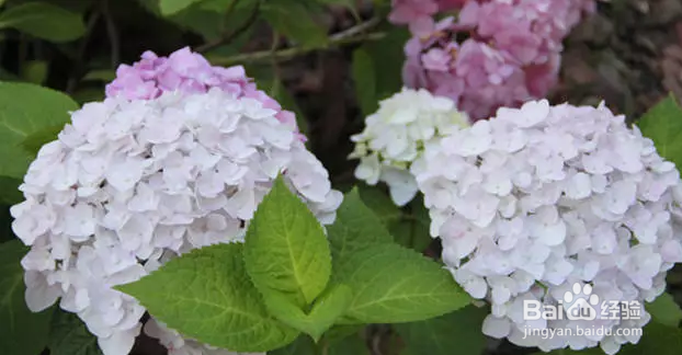 家庭绣球种植养护要点