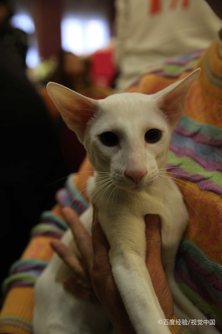 给猫咪灌水有哪些副作用