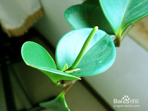 豆瓣绿（碧玉花）的介绍