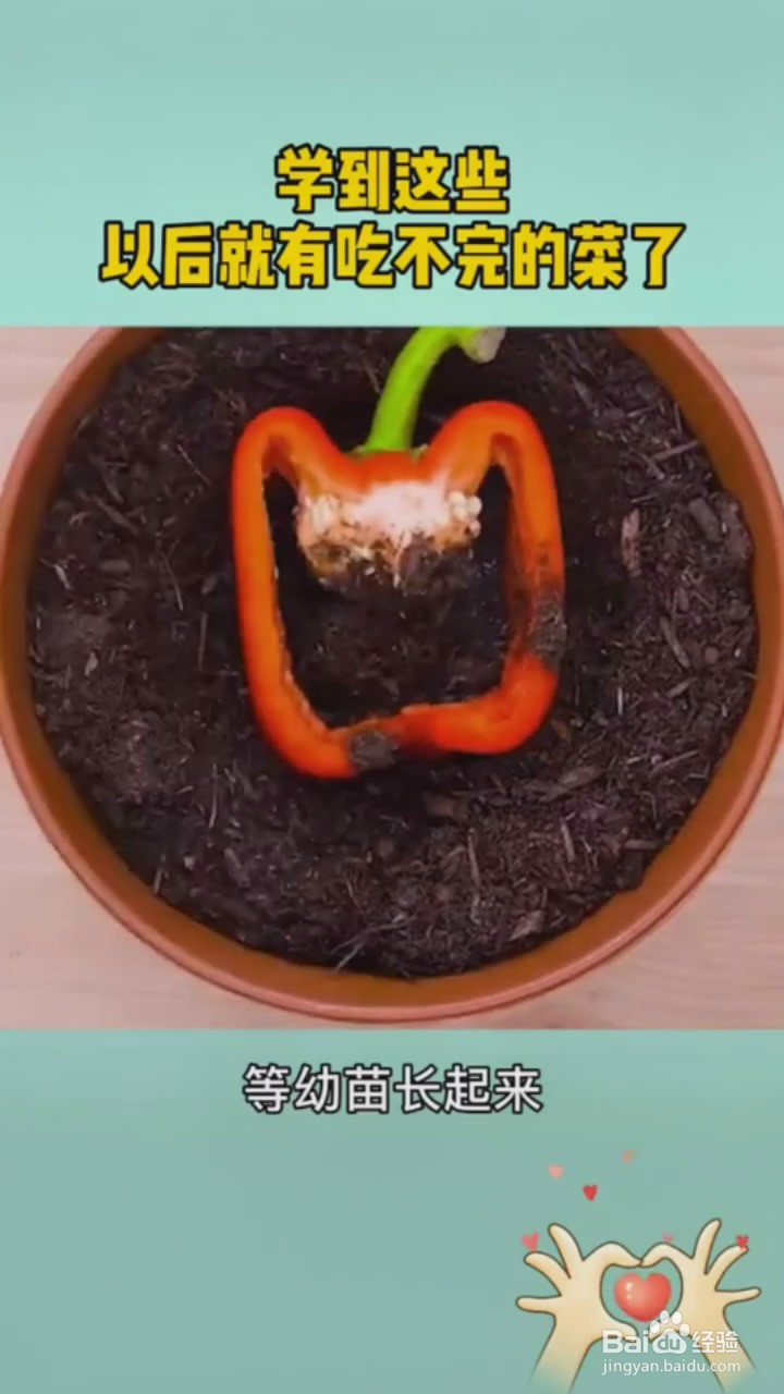 如何在家里种植蔬菜