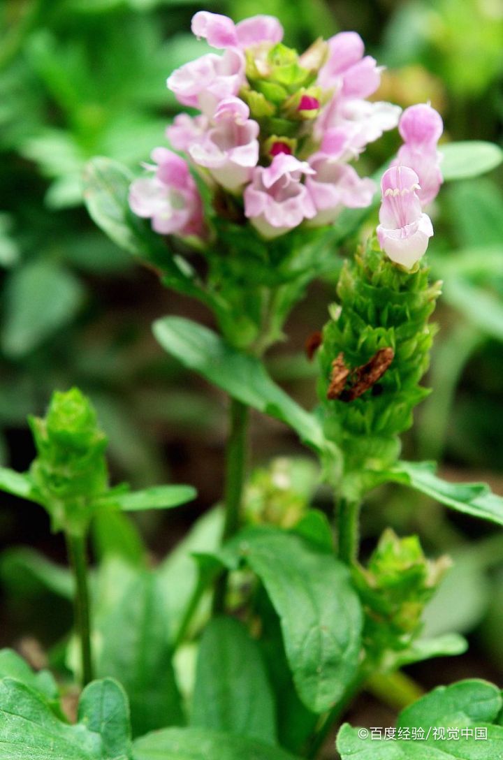 夏枯草猪肉汤怎么做