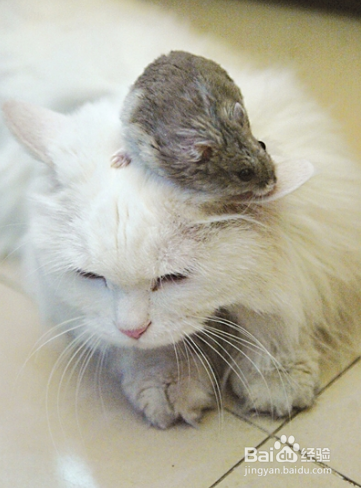 仓鼠怎么养！道听途说可不行，这些你都知道吗？