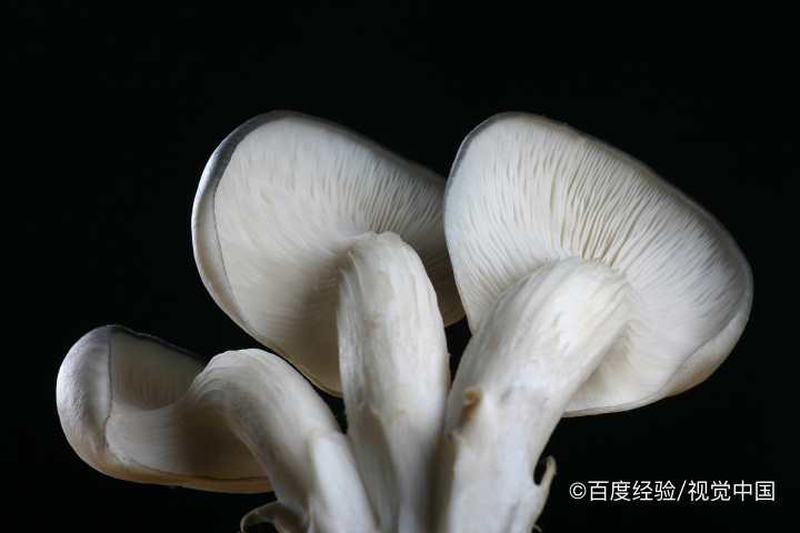 怀孕期间能不能吃白蘑菇