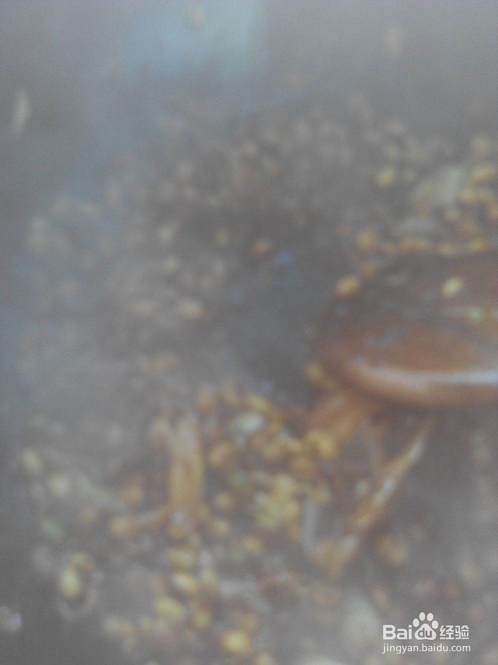 独家私房菜——酱豆鱼