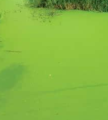 金鱼身子歪了怎么救