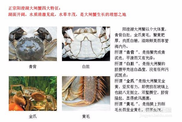 蟹行天下教您怎么吃大闸蟹