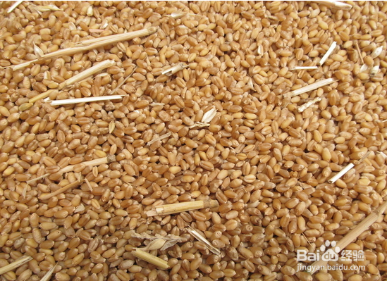 大麦的功效与作用