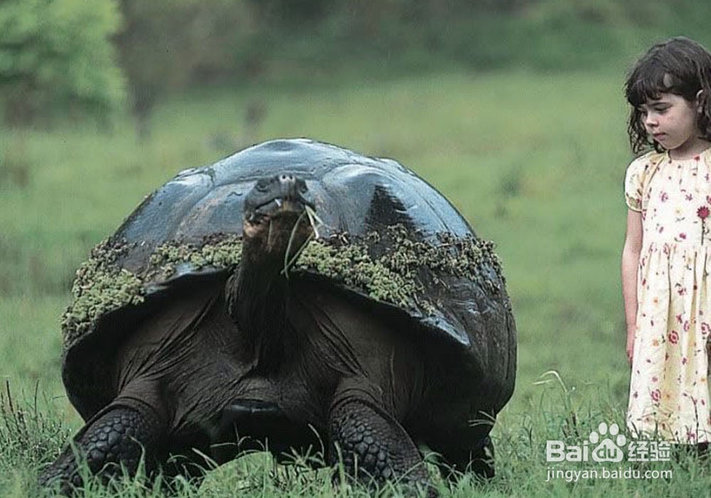 体型最大的乌龟是什么