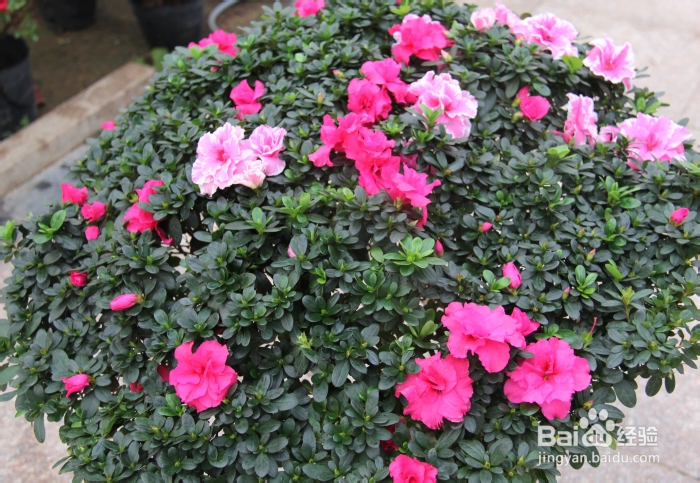 夏庄花木大世界年宵花鉴赏：杜鹃 映山红