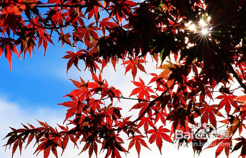 枫红季节:拍枫叶技巧总整理