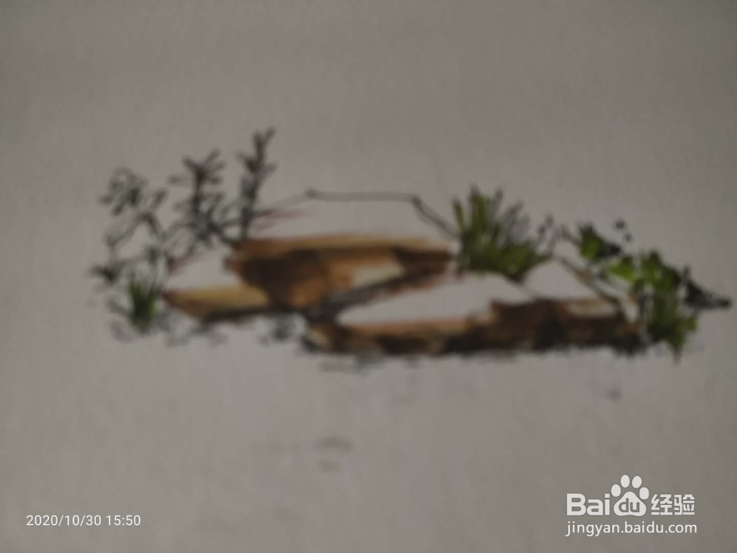 手绘马克笔植被上色