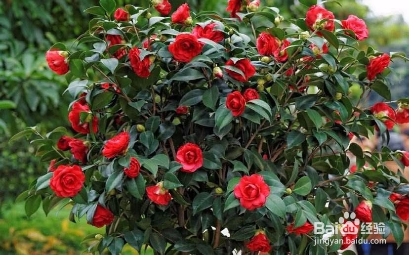 茶花修剪时间和方法