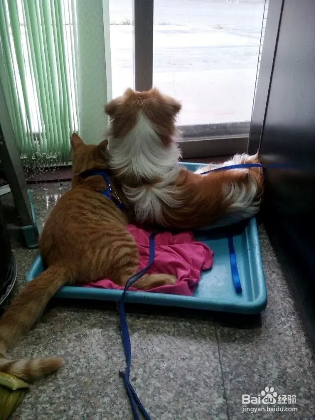 照顾小狗小猫的基本常识