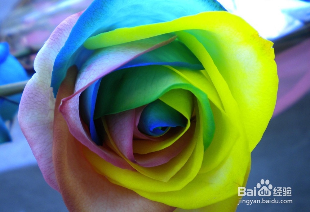 《七色》仙仆系统玩法攻略