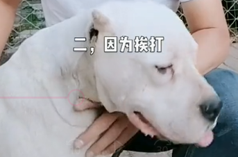 狗狗为什么吃便便？