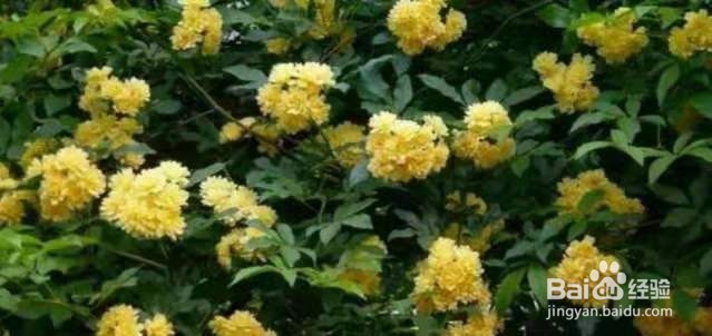 1种花太好养，扔土里就能活，比桂花还香！