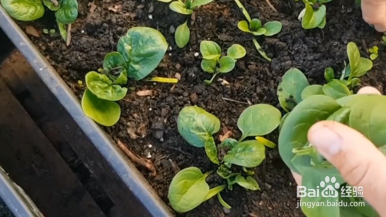 菠菜的种植方法和时间