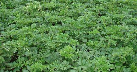 白芷的种植方法