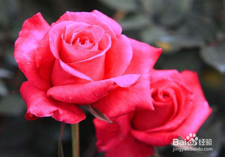 客厅宜放的植物