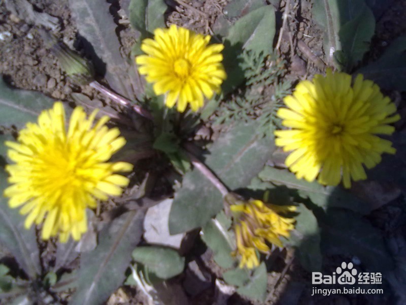 山东省小学教师资格证报名流程