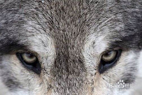 恶狗咬人怎么办 怎么防止恶狗伤人