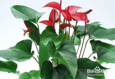 地漏往瓷砖下面流水怎么处理