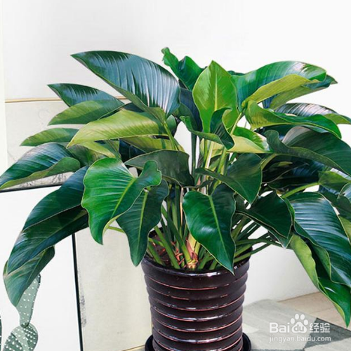 绿钻的培育方法和注意事项