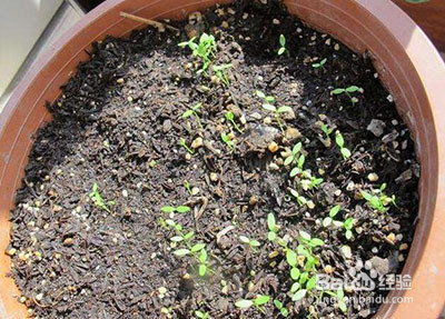 香菜种植方法和时间