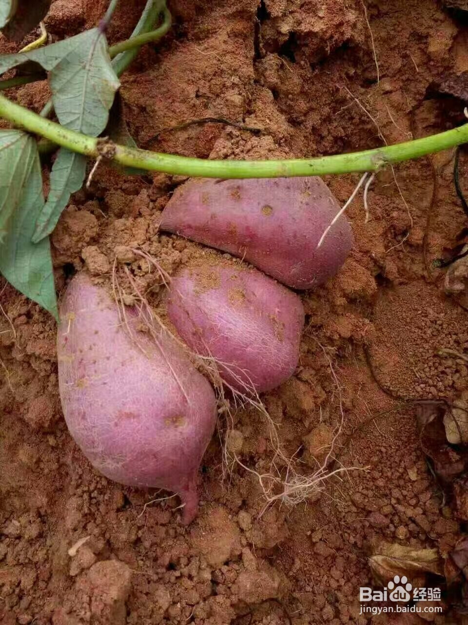 如何使用热泵型红薯片烘干机生产出高品质红薯干