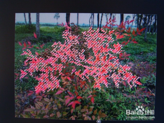 如何使图片的红色更艳丽